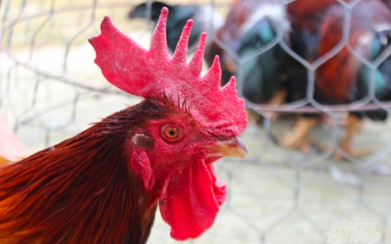 Các dạng mồng gà thể hiện sự khác biệt trong phong cách chiến đấu