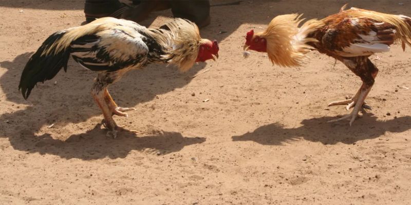 Cách nuôi gà đá cựa sắt xổ thử 8cm