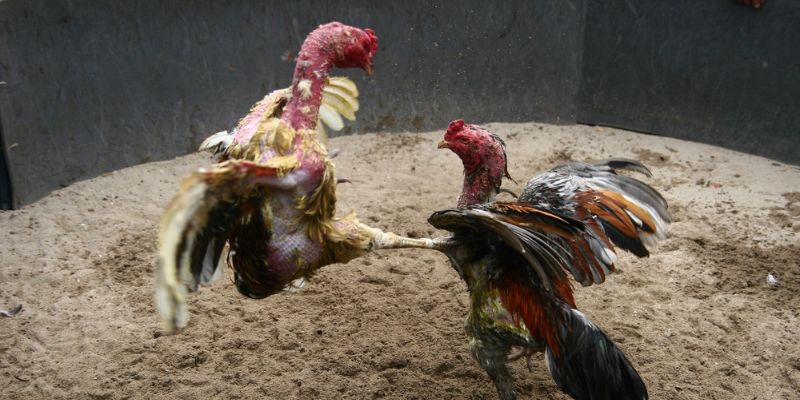 Gà xám khô lì đòn từ những trại gà đá nổi tiếng
