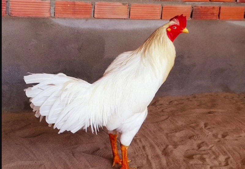 Bộ lông tạo nên vẻ oai phong cho chiến kê Jun88